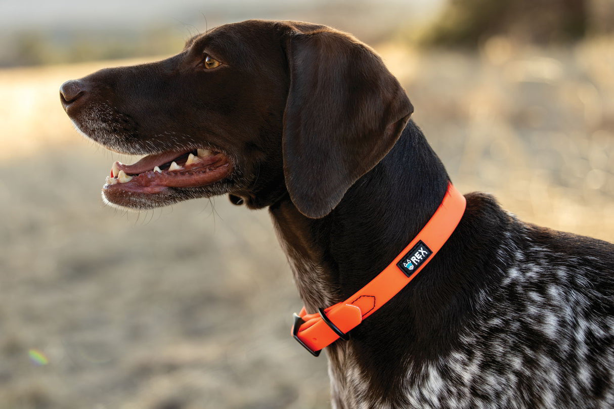 hund, deutscher kurzhaar mit orangefarbenen, wetterfesten Halsband von rex specs