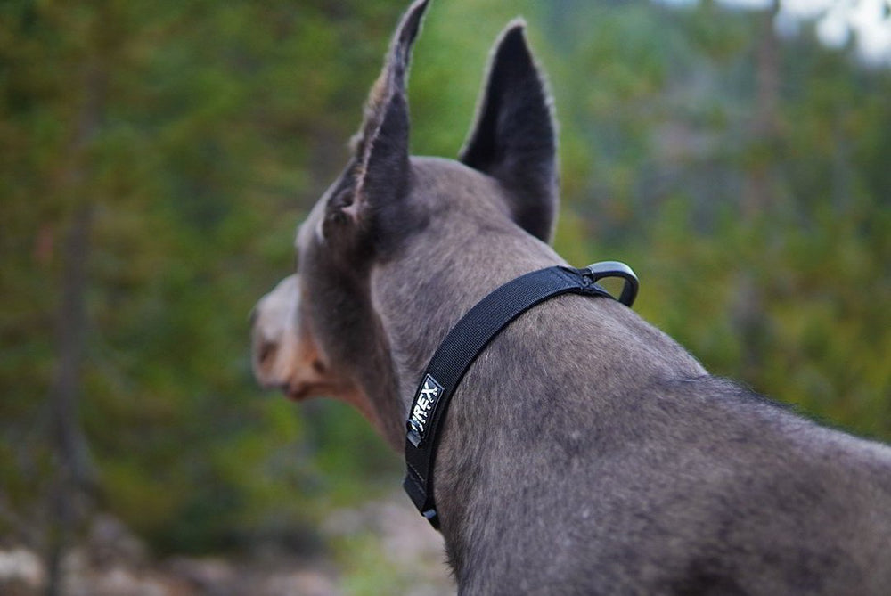 Hundehalsband Trailhead Collar