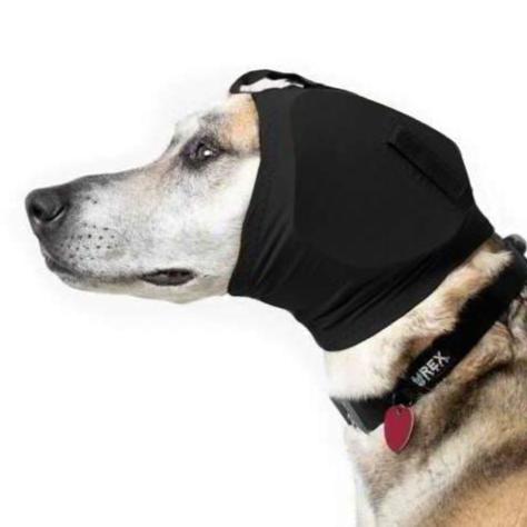 hund mit hundegehörschutz von rex specs
