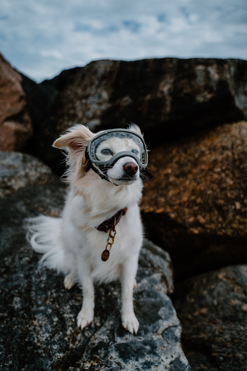 Hundebrille Rex Specs V2 Größe L