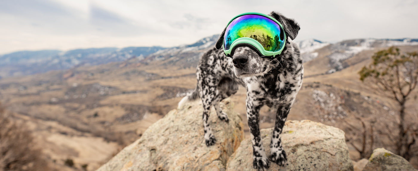 Hund mit hundebrille rex specs fabre mint