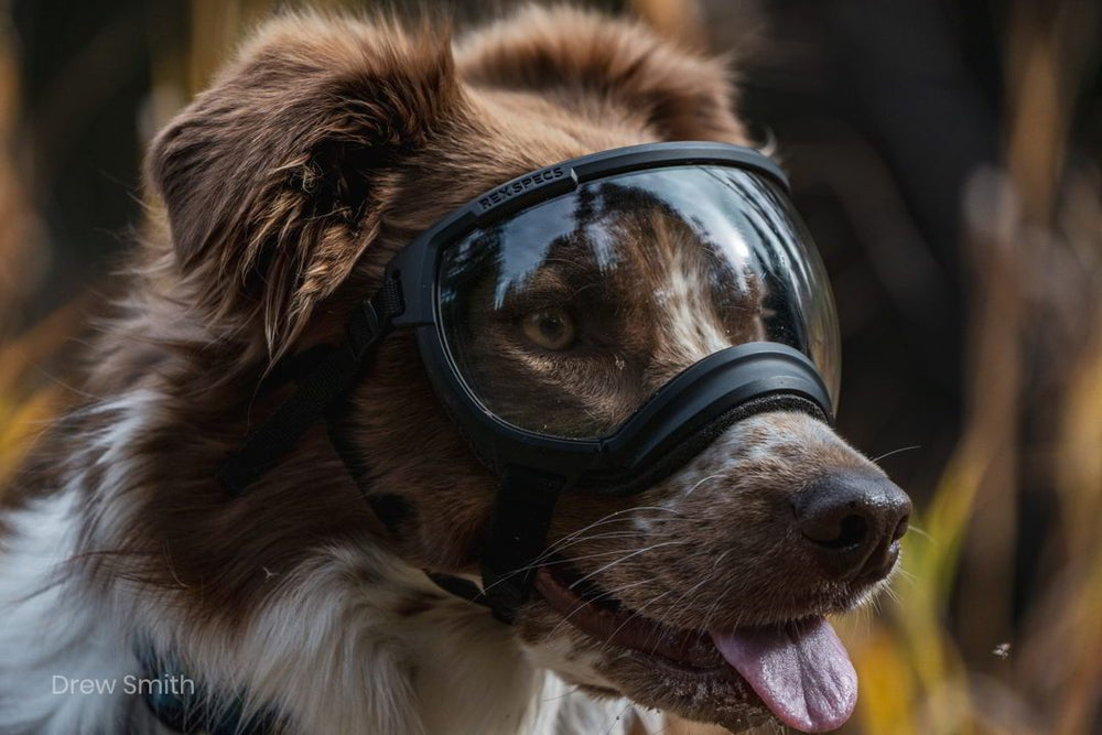australian shepherd mit hundebrille von rex specs farbe schwarz