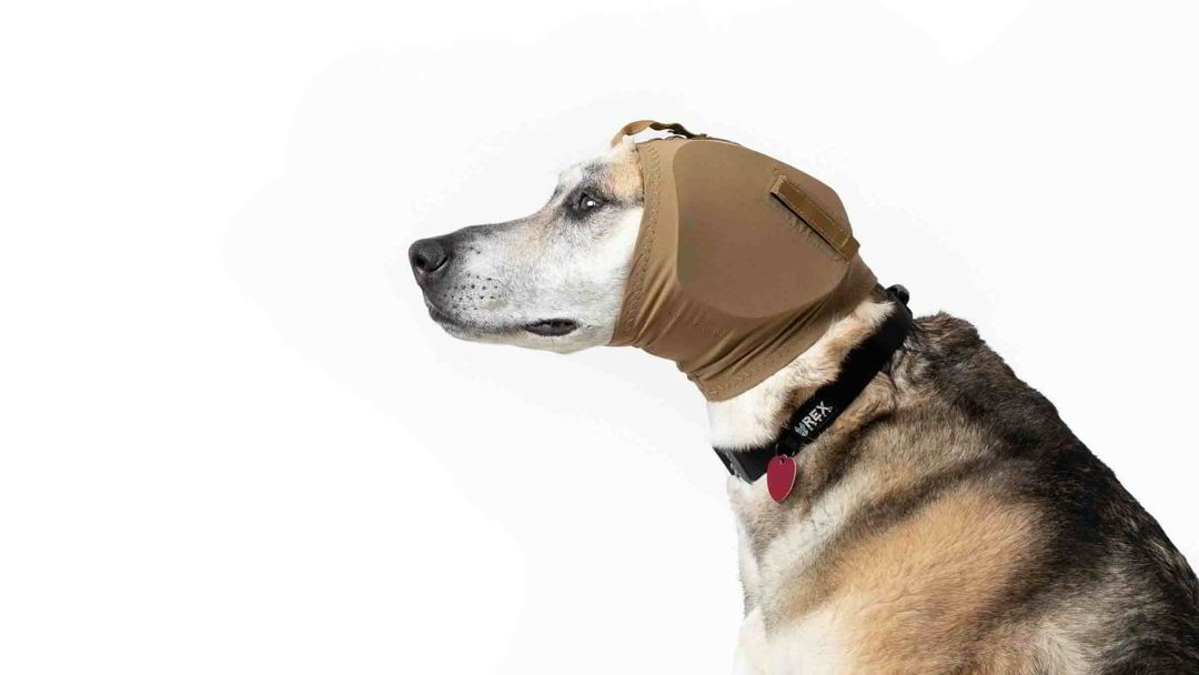 Hund mit hundegehörschutz ear pro von rex specs