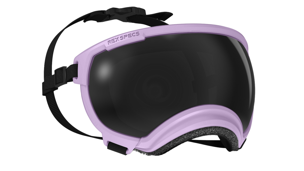 rex specs hundebrille farbe lavendel größe m
