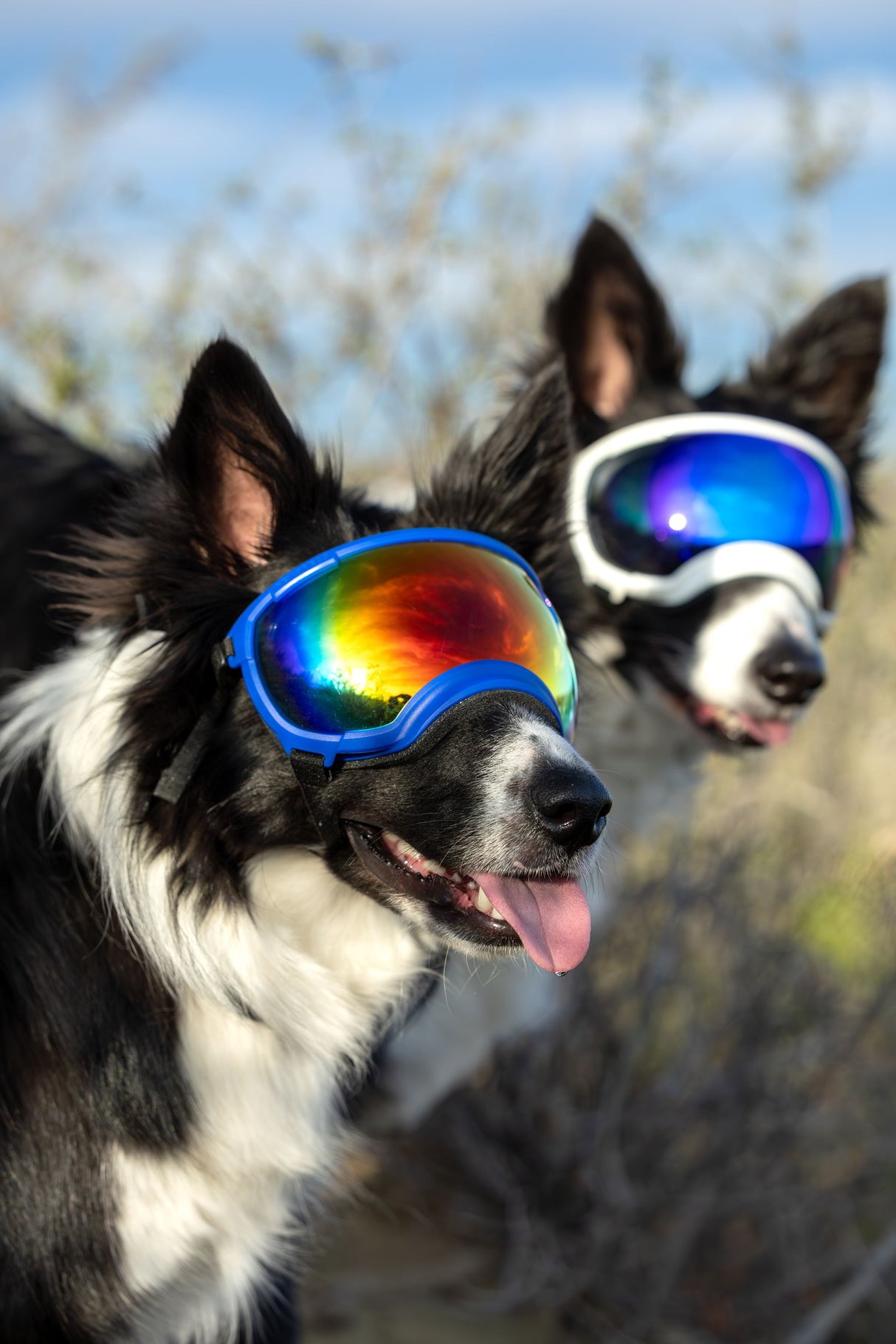 zwei hunde tragen die hundebrillen von rex specs. der vordere trägt eine blaue hundebrille