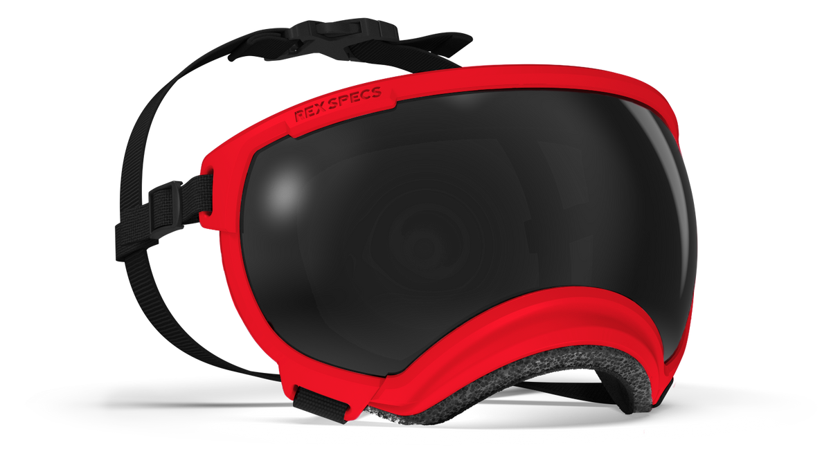 Hundebrille Rex Specs V2 Größe M