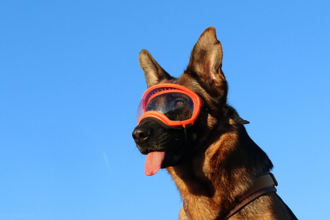 schäferhund mit orangfarbener hundebrille von rex specs