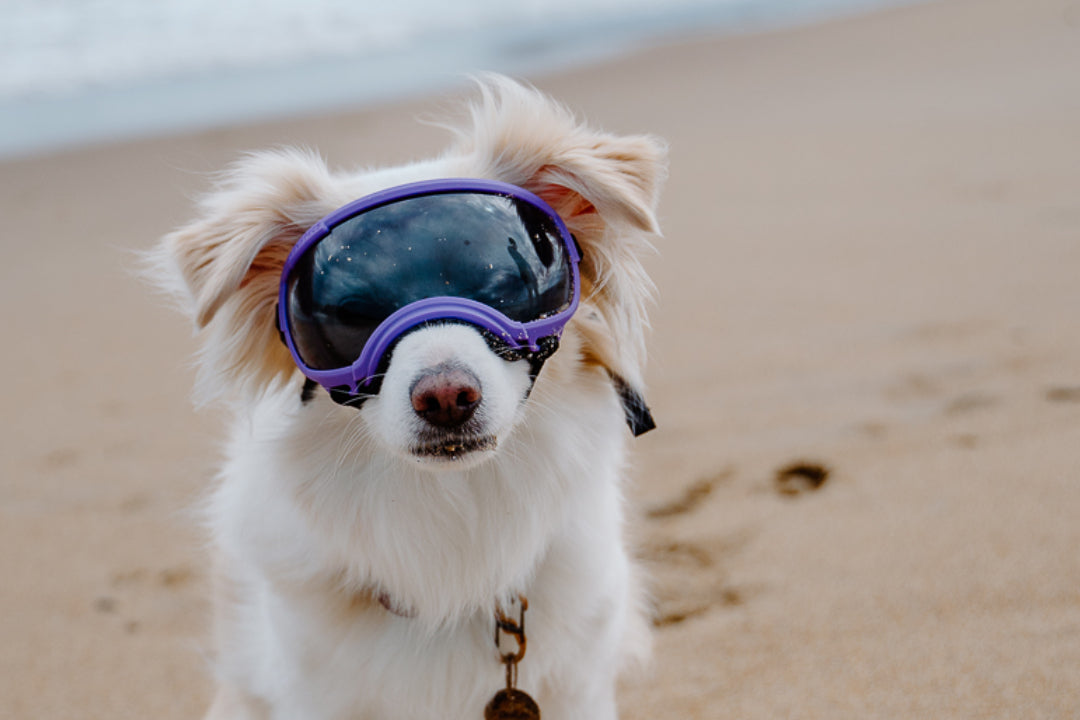 kleiner weißer hund mit rex specs hundebrille in farbe lila