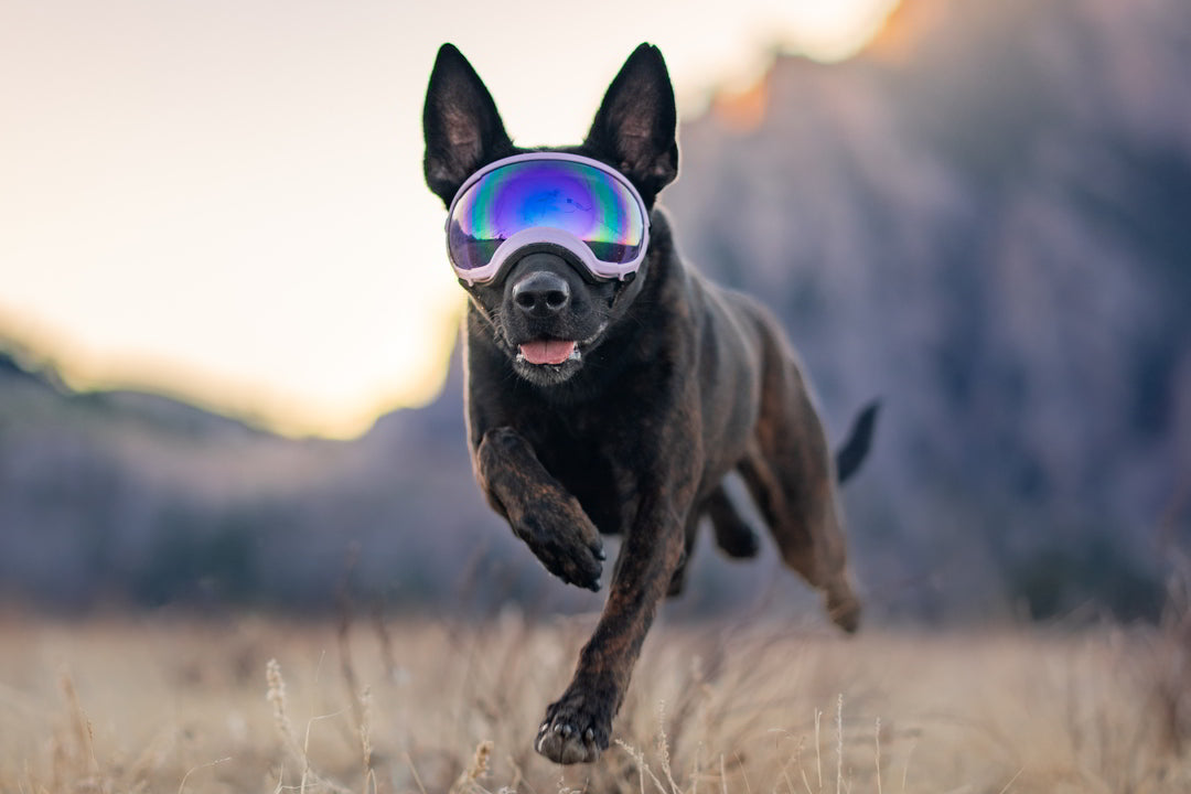 dunkler hund trägt brille von rex specs