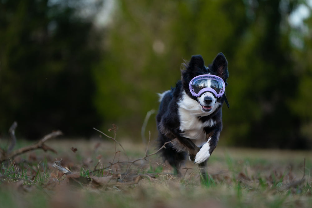 collie rennt über wiese trägt eine rex specs hundebrille