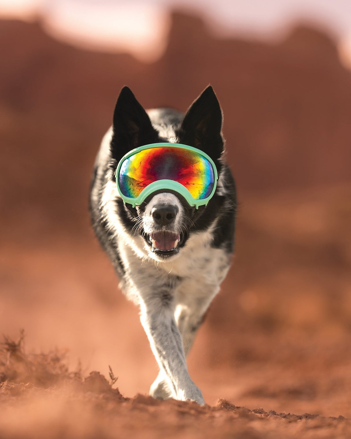 border collie trägt eine hundebrille