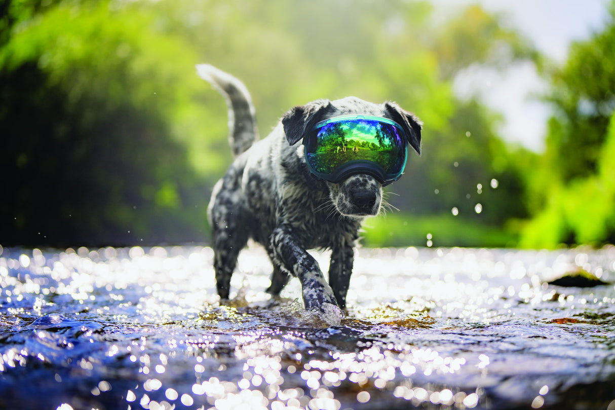Hund läuft durch wasser und trägt eine hundebrille von rex specs