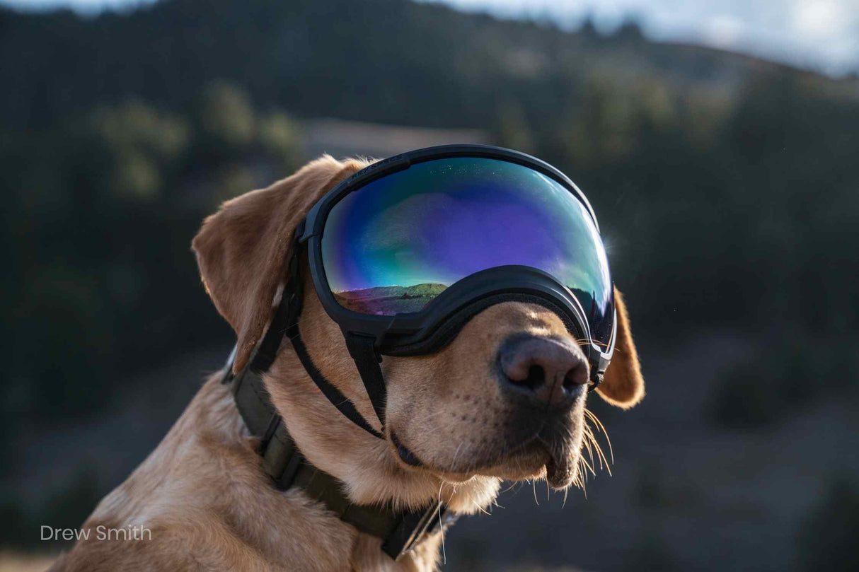 brauner hund mit schlappohren trägt eine hundebrille von rex specs mit klarer scheibe