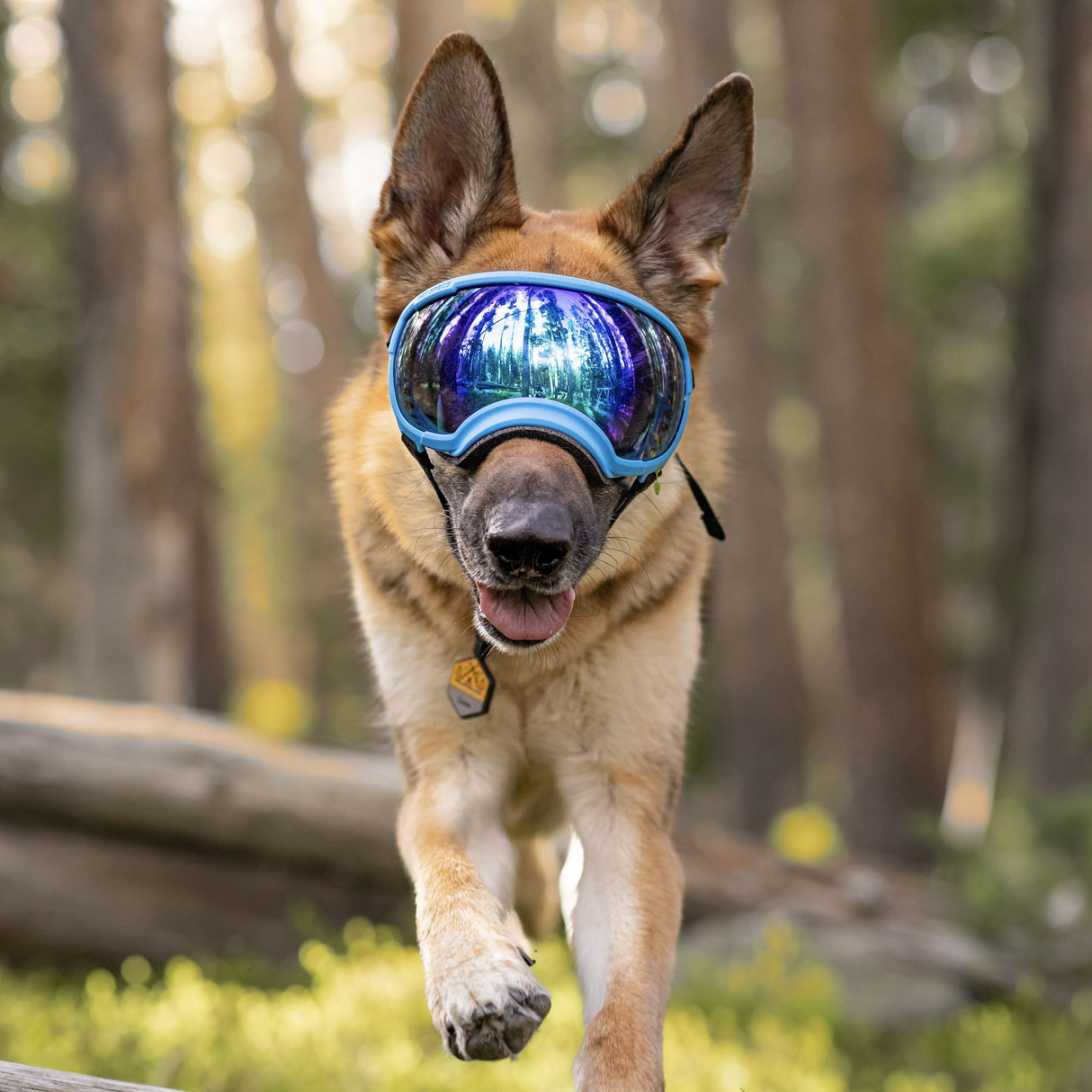 Schäferhundwelpe mit einer Hundebrille von rex specs