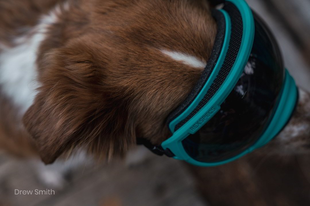 Hundebrille Rex Specs V2 Größe XS
