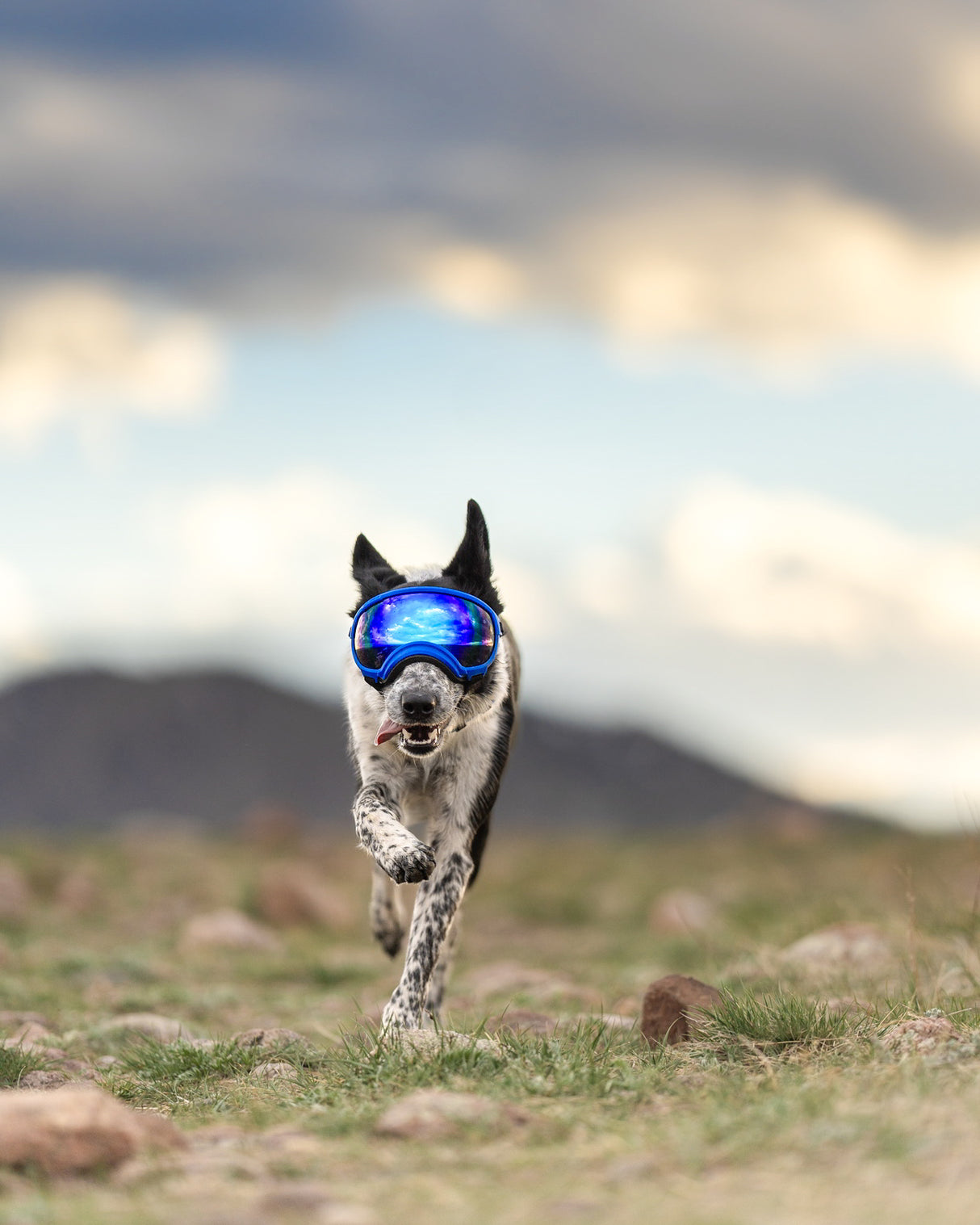 hund trägt eine blaue hundebrille von rex specs und läuft über wiese