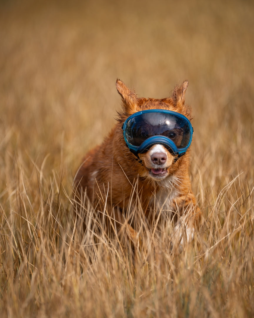 hund mit brille von rex specs läuft durch hohes gras