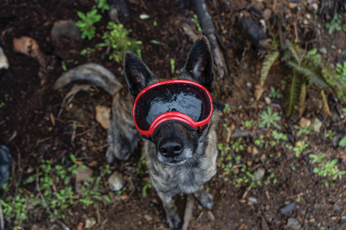hund trägt eine schutzbrille von rex specs
