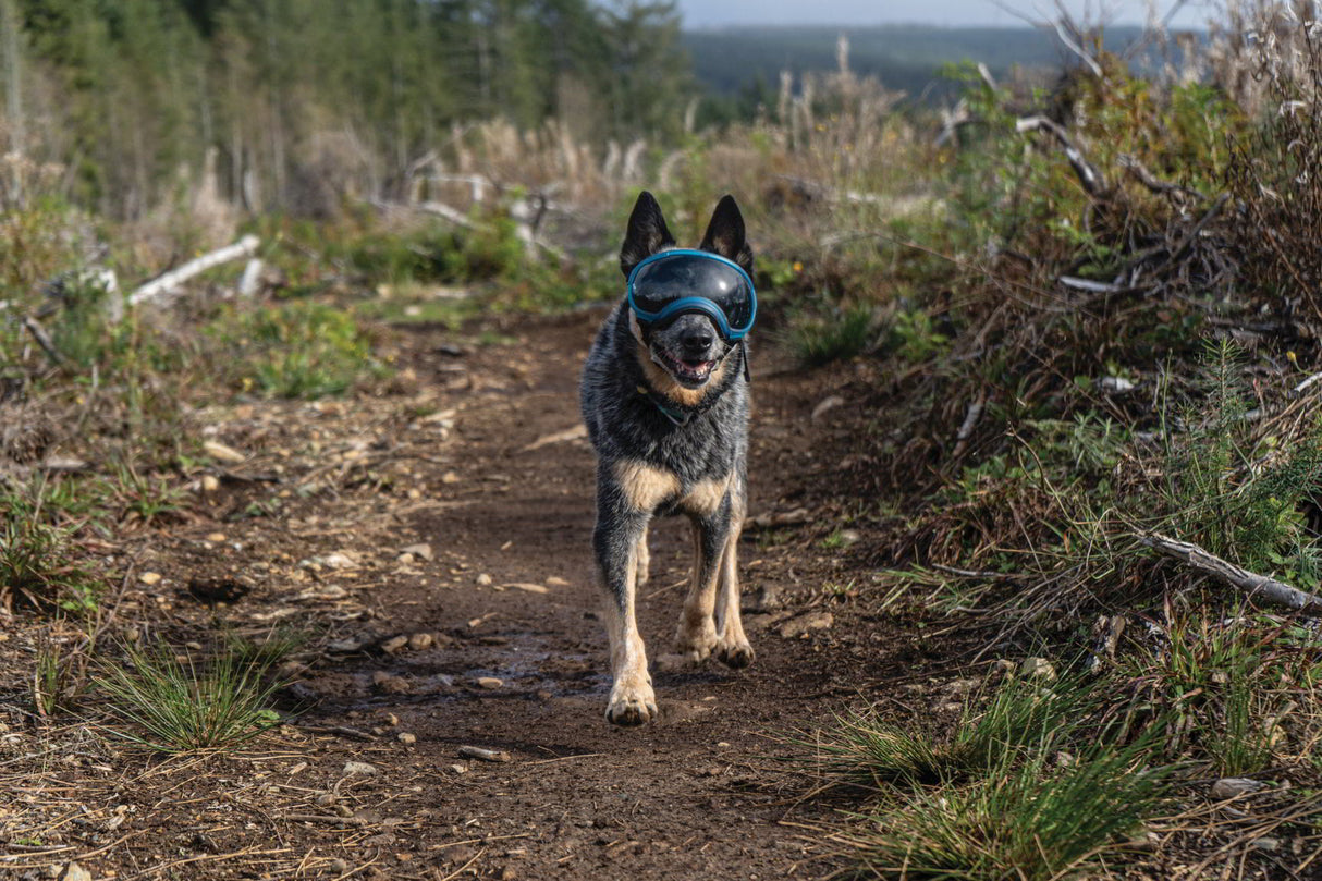 cattledog mit hundebrille rex specs in Farbe blau