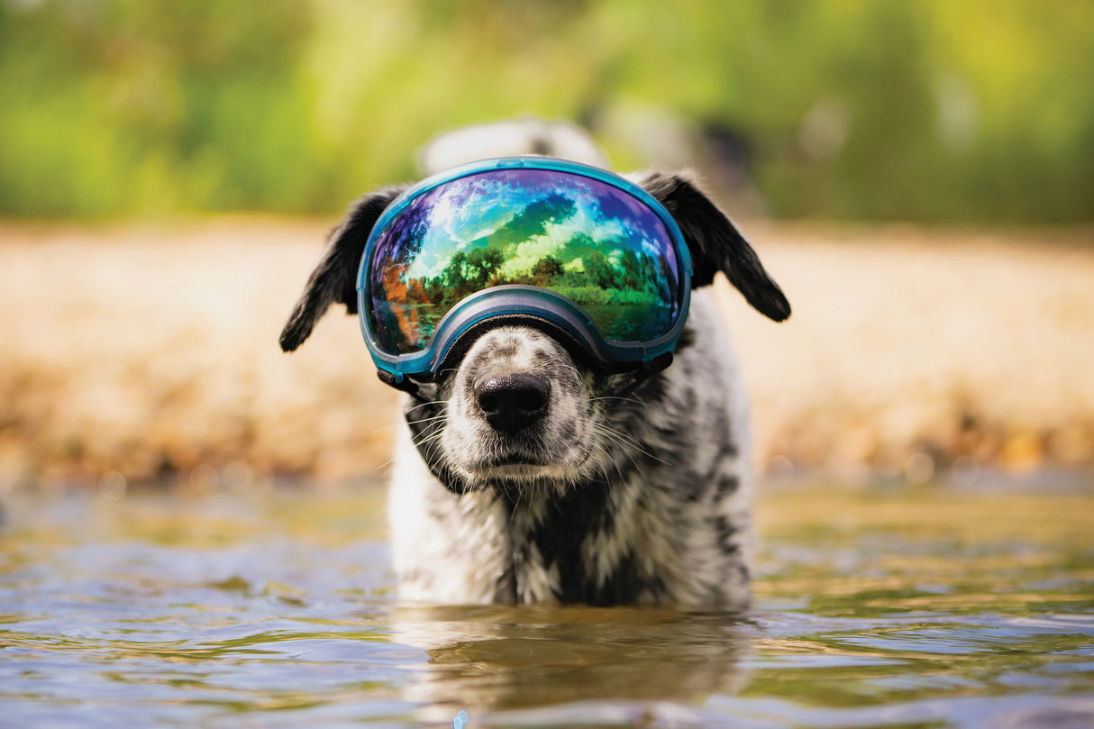 Hunde mit hundebrille von rex specs steht im wasser und schaut in die kamera