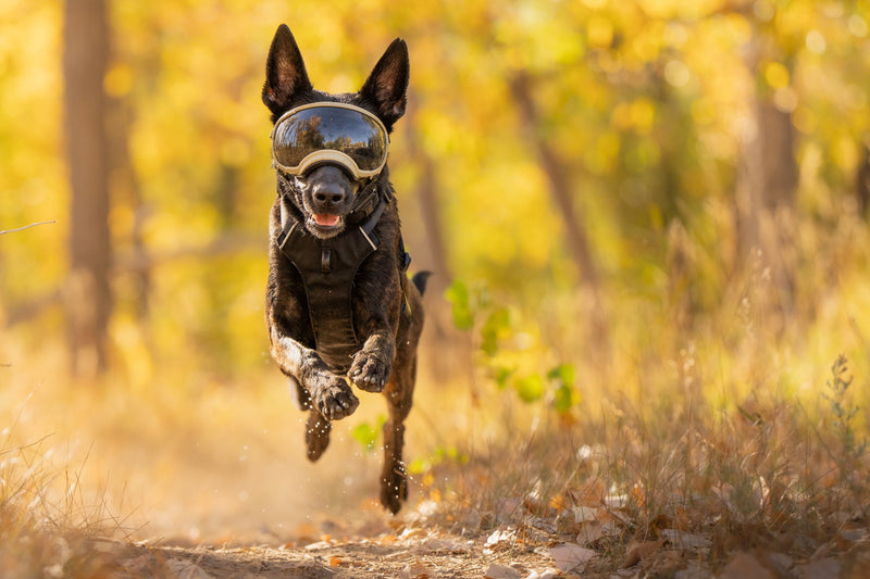 Springender Hund mit Hundebrille von Rex Specs .
