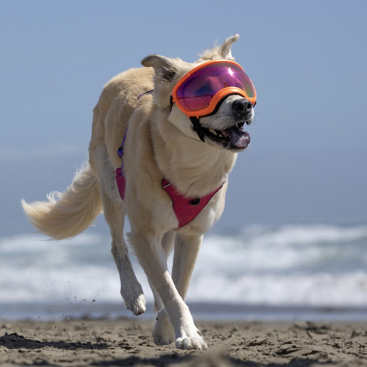 weißer hund trägt eine hundebrille von rex specs