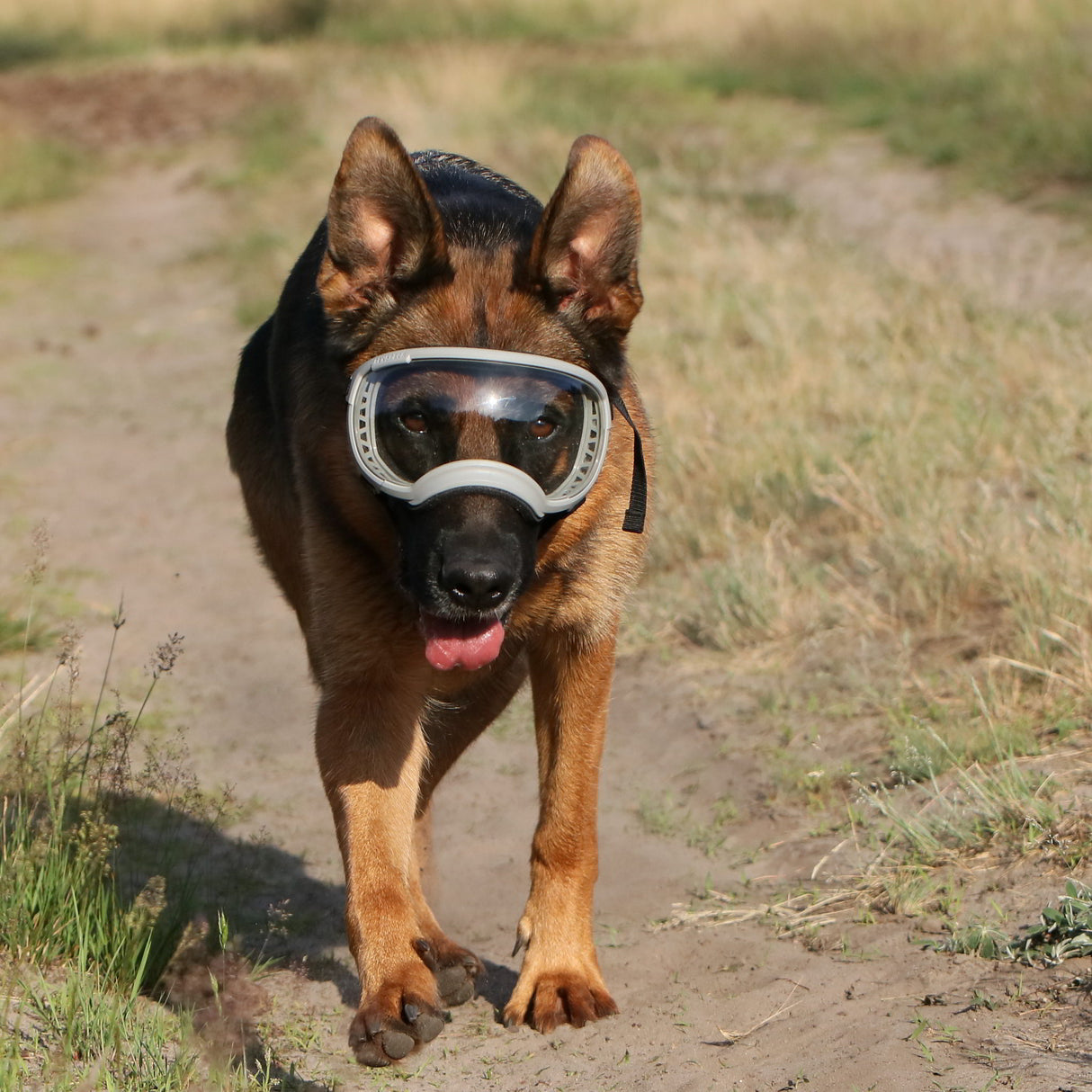 schäferhund trägt eine graue hundebrille der marke rex specs