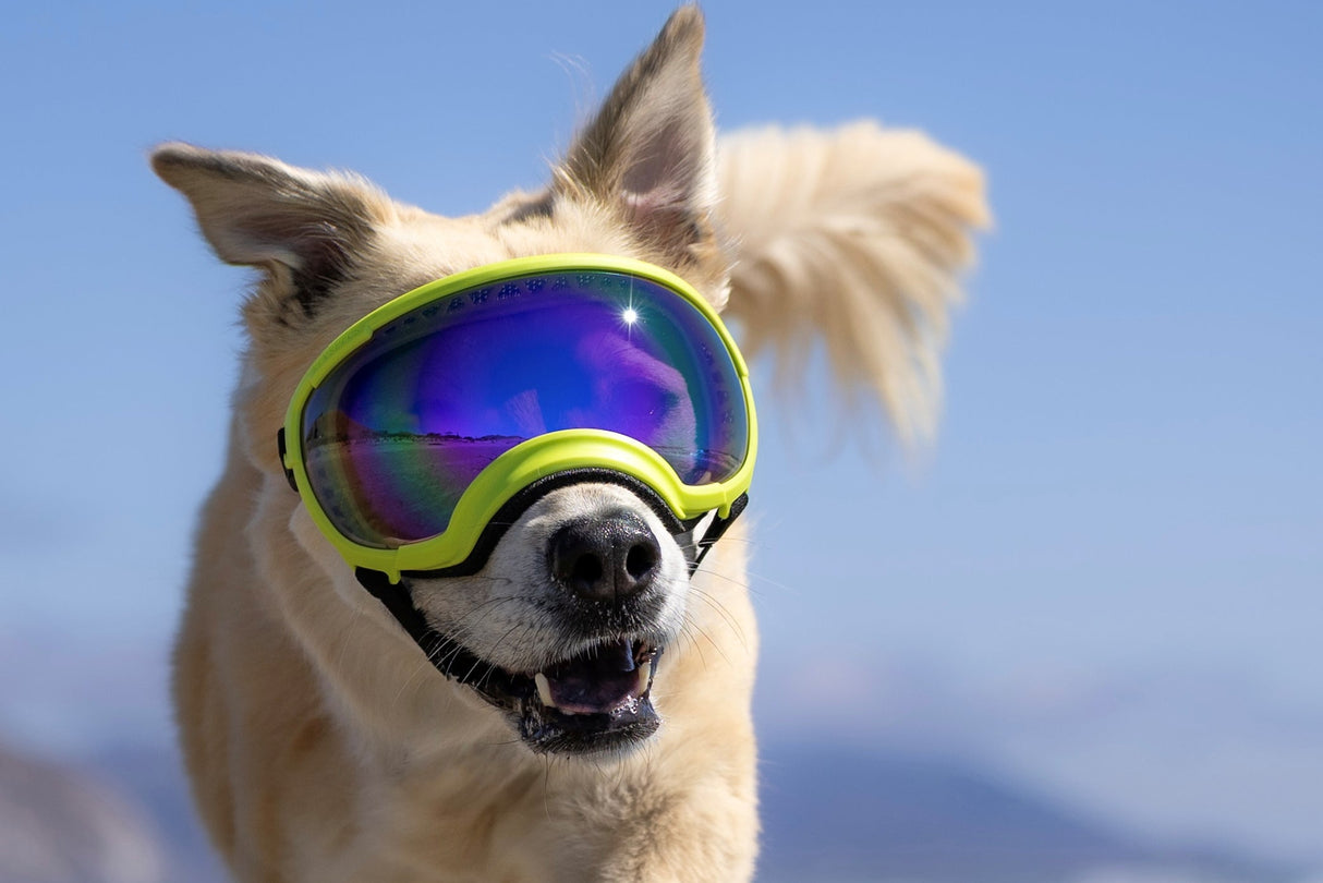 hund mit gelber hundebrille von rex specs