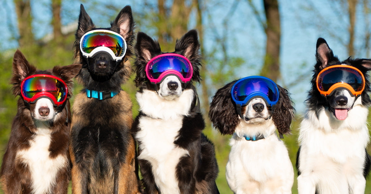 Jolooyo Laser-Schutzbrille Für Hunde – 1064nm, U Produktbild-Vorschau 2