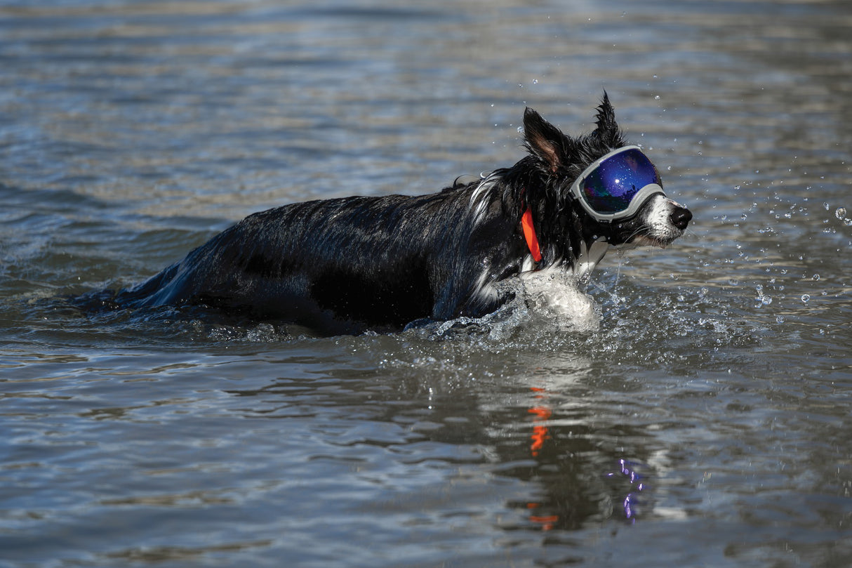 hund im wasser mit rex specs hundebrille und orangefarbenen halsband
