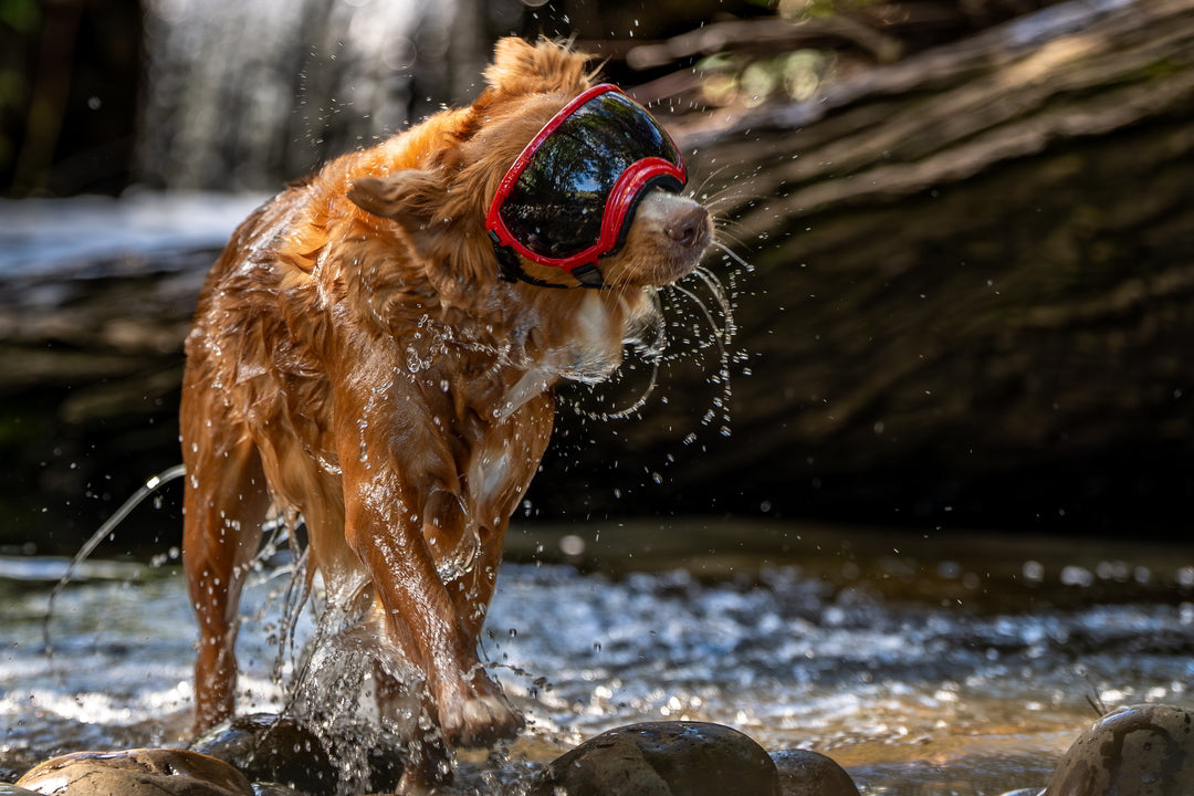 nasser hund trägt eine hundebrille von rex specs und schüttelt sich