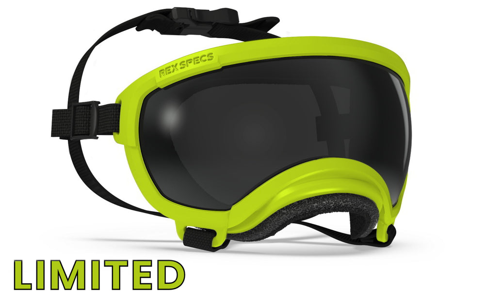 rex specs hundebrille in fareb zitrone