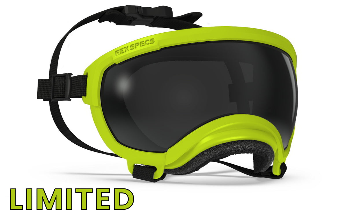 rex specs hundebrille in fareb zitrone