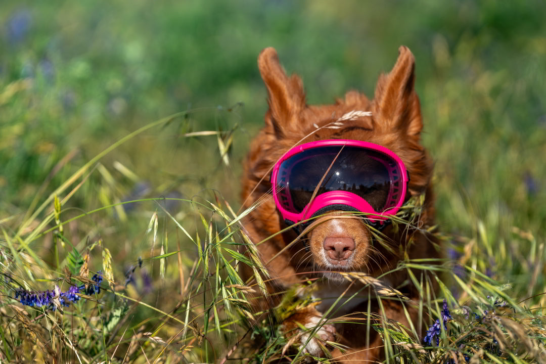 brauner hund mit rex specs hundebrille läuft durchs gras