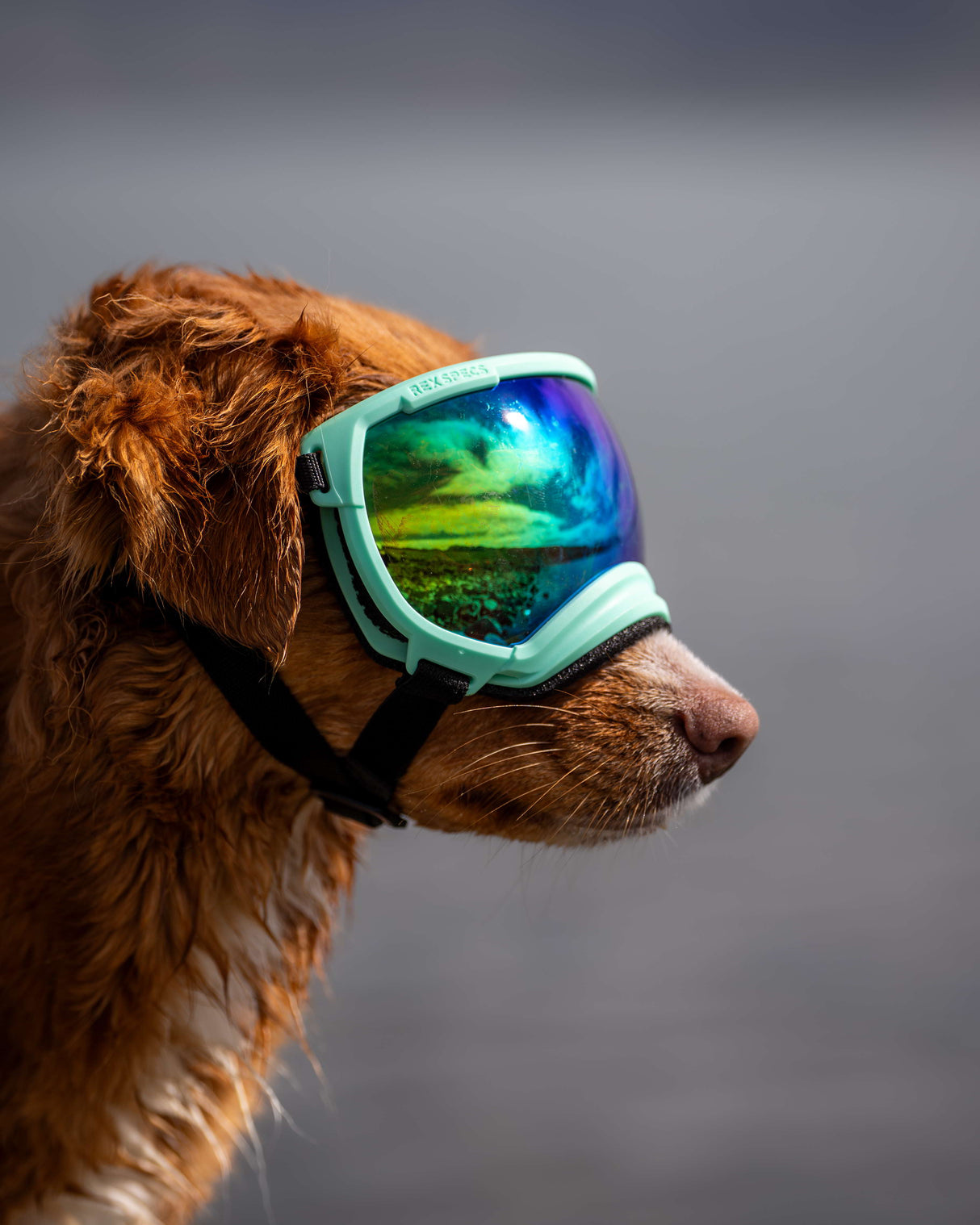 brauner hund mit mintfarbene hundebrille von rex specs