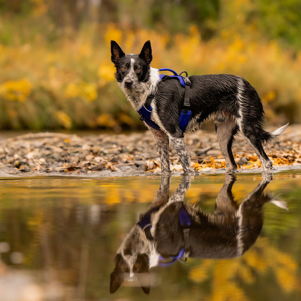 hund mit blauen hundegeschirr von rex specs