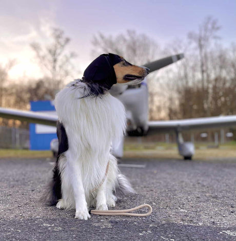 American_collie_Flugzeug