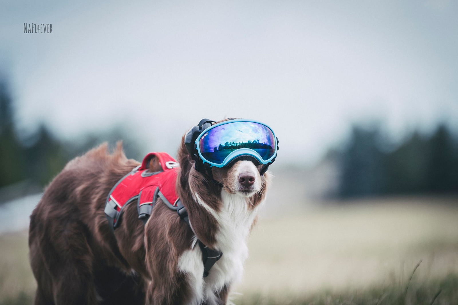Aussi-Fina_RexSpecs