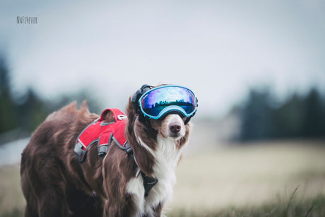 Aussi-Fina_RexSpecs
