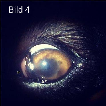 Bild-4