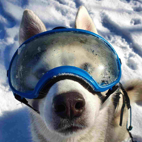 Eska-beschlagene-Brille-short