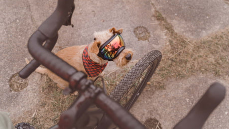 Fahrrad_mit_hund