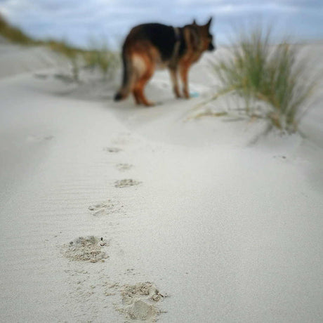 Hundebrille-Carat-Dune-kl