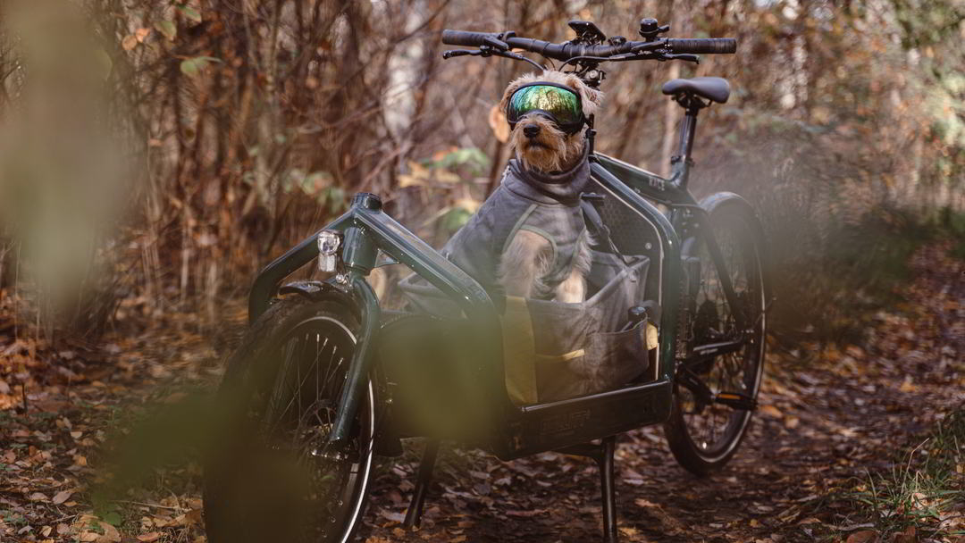 Hundeanhänger und Lastenfahrrad