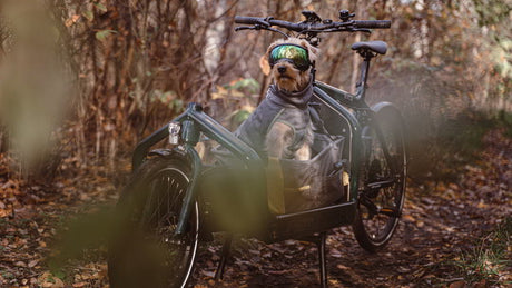 Hundeanhänger und Lastenfahrrad