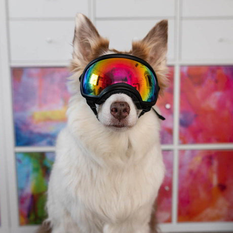 Hundebrille gegen Umweltreize