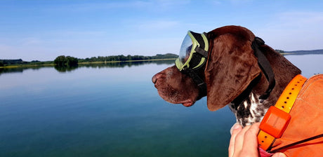 Suchhund