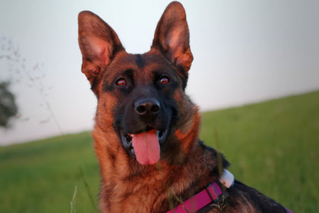 Was-sehen-Hunde-kl