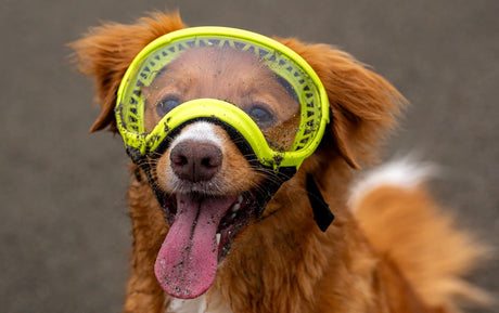 Die Strapazierfaehigkeit von Scheiben verstehen – Rex Specs V2 Hundebrille