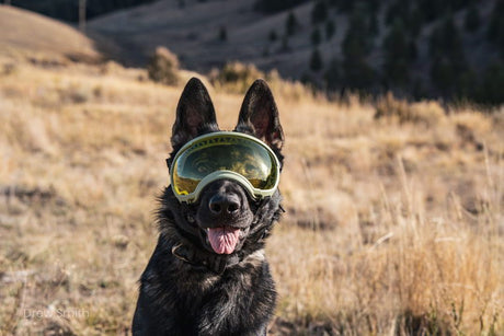 Rex Specs Hundebrille Größe L